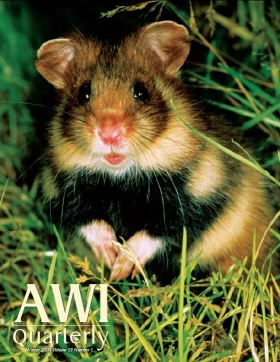 mouse in grass
