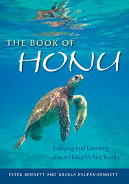 sea turtle swims under water
