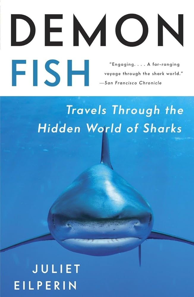 frontal portrait of great white shark