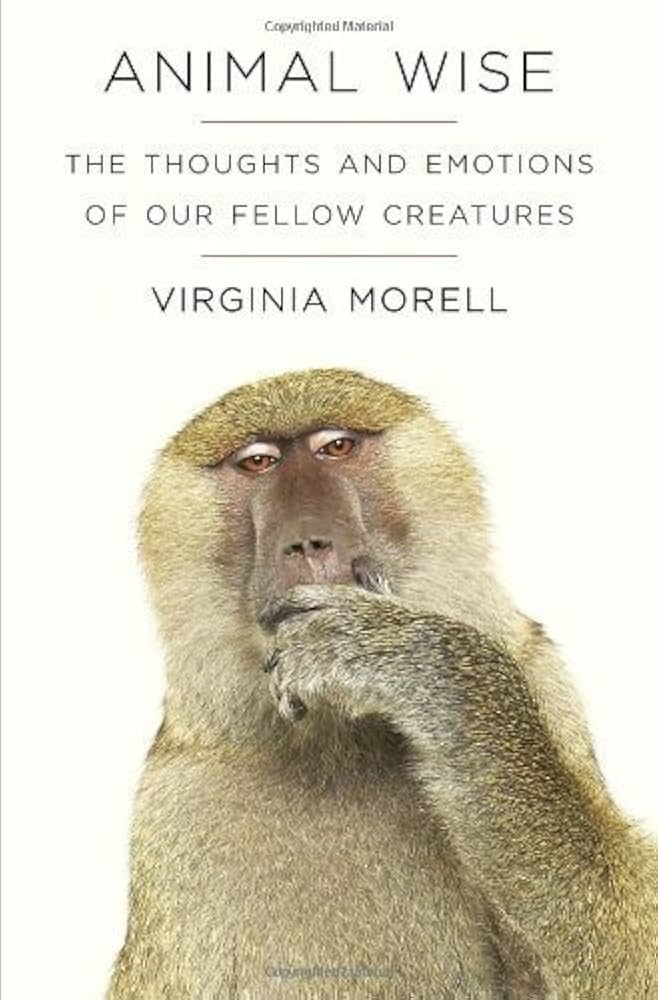 pensive monkey