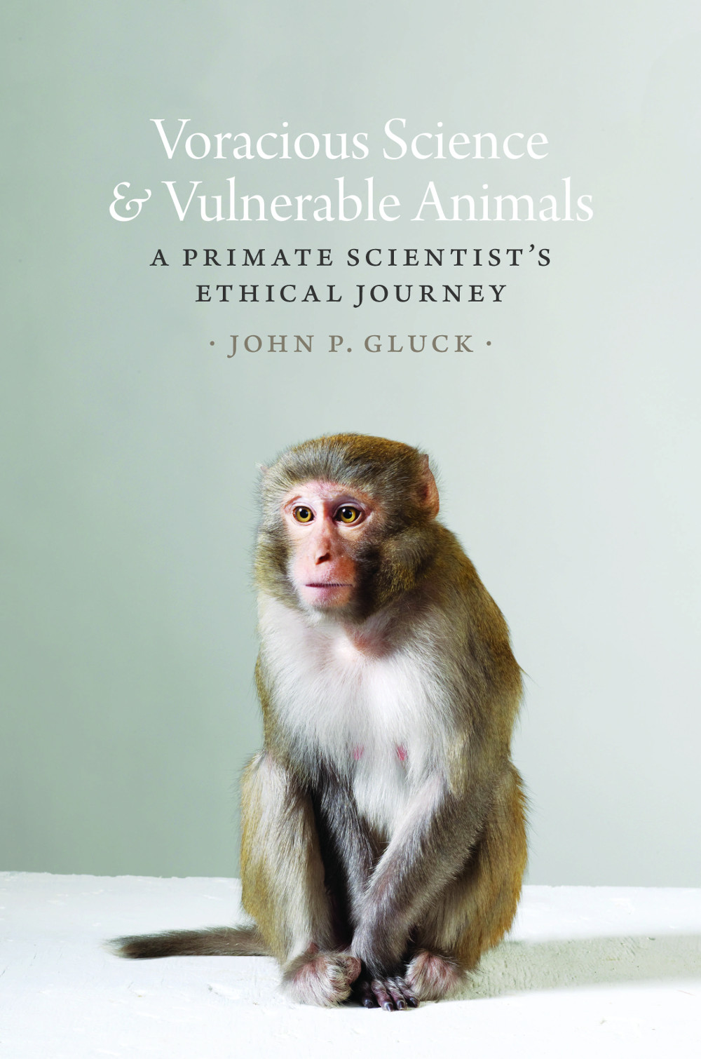 portrait of a monkey on table