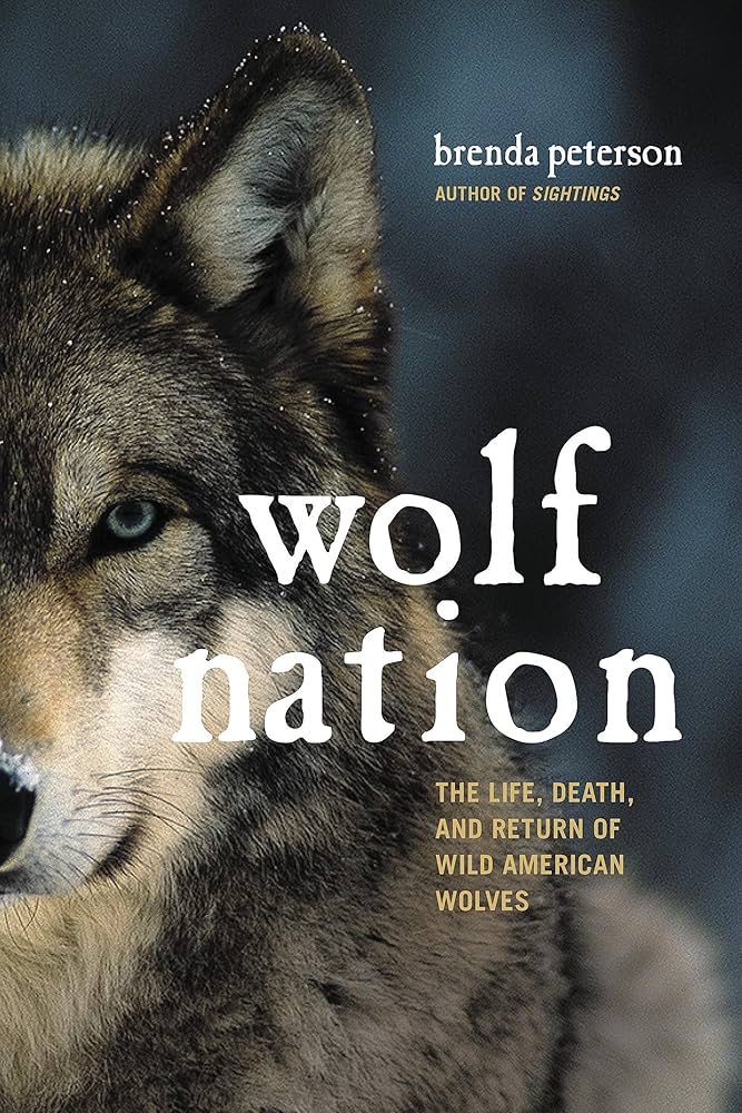 split portrait of wild wolf