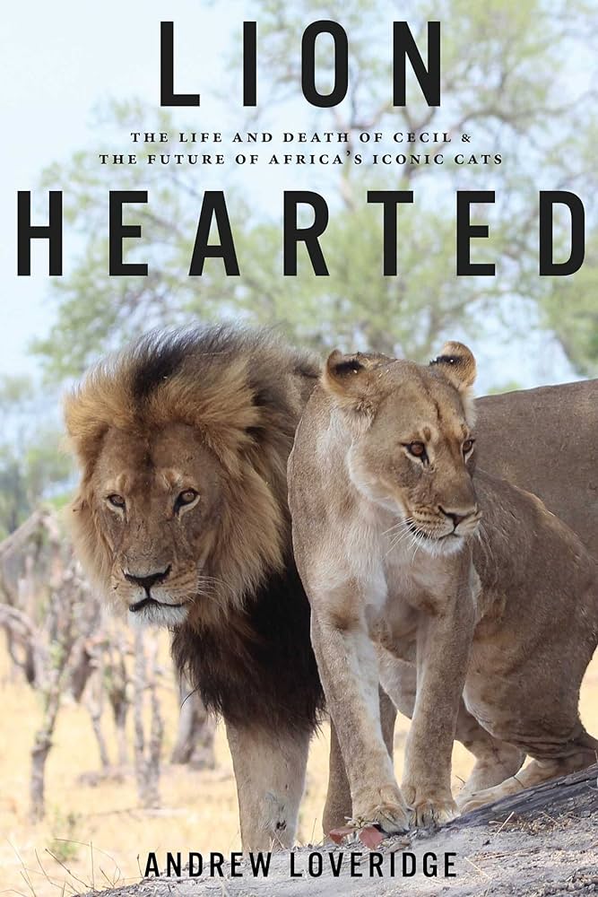 lion and lioness look out together