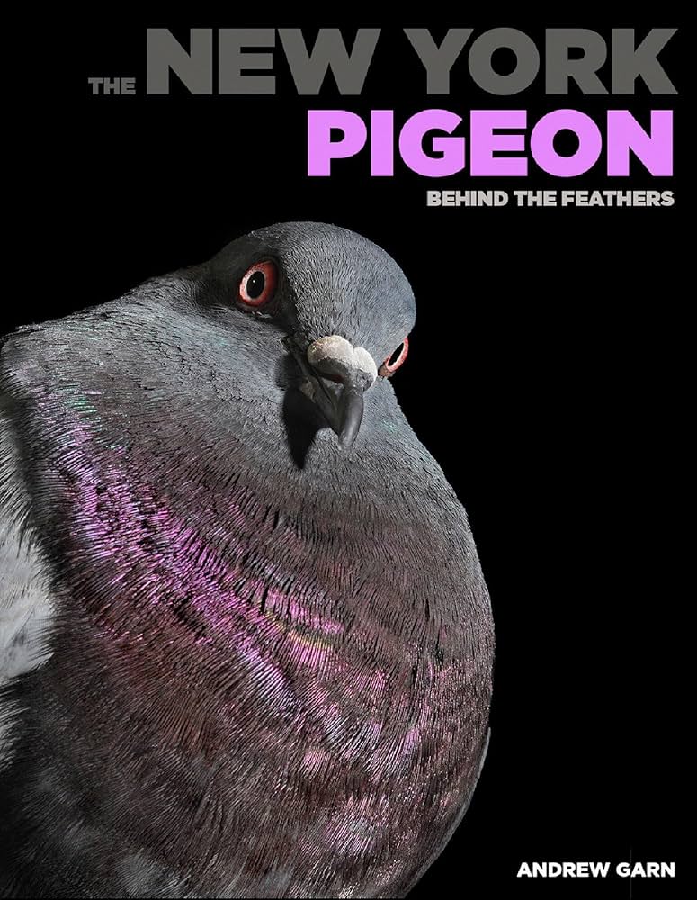pigeon looks forward from isolated black background