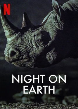 rhino looks forward during night