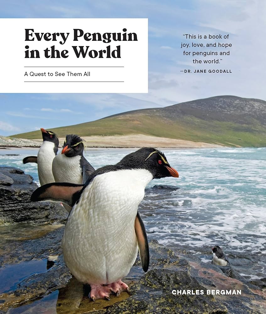 gathering of rock hopper penguins sit by a body of water