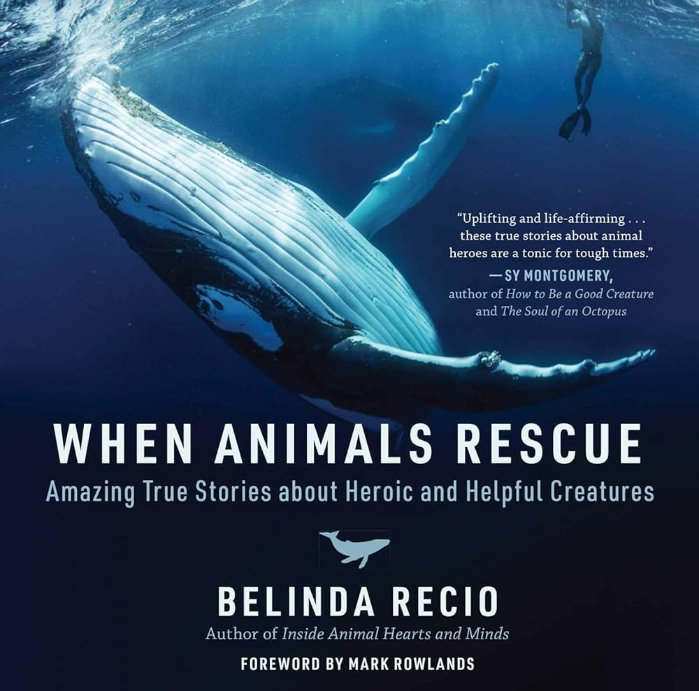 whale dives underwater as scuba diver watches from above
