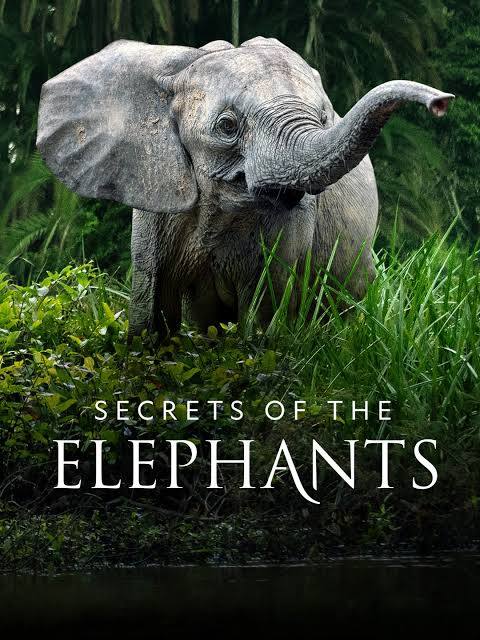 young elephant marches through tall green grass