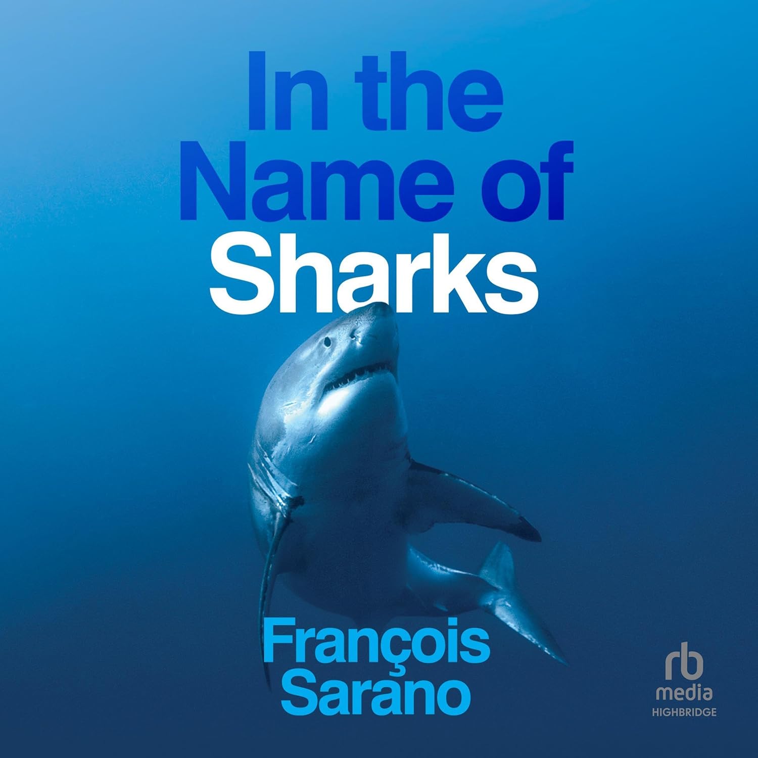 shark swims in the ocean