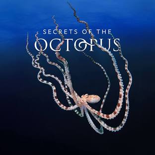 large octopus plummets down water