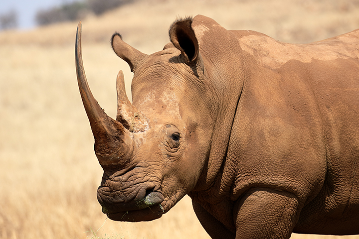 rhino in the wild
