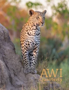 leopard stands watch on a rock