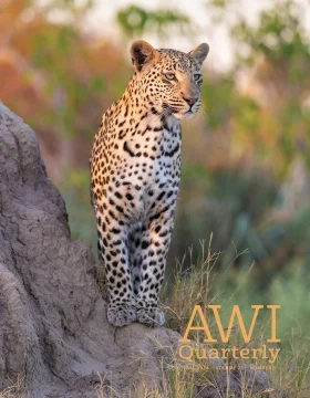 leopard stands watch on a rock