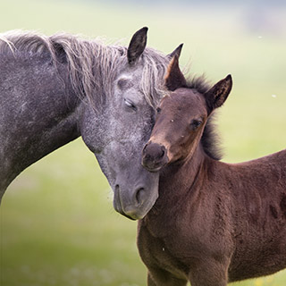 mare and foal cuddling