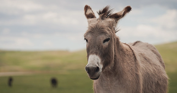 donkey in field