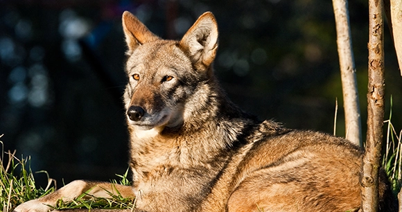 Red wolf laying in the grass