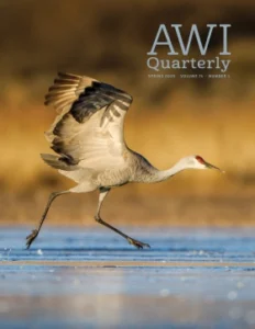 sandhill crane taking flight from wetland