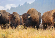 a group of bison grazing with mountains in background