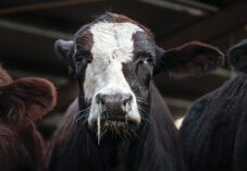 single black and white cow