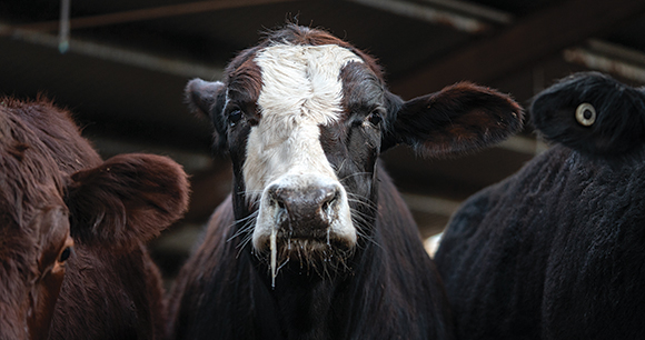 single black and white cow