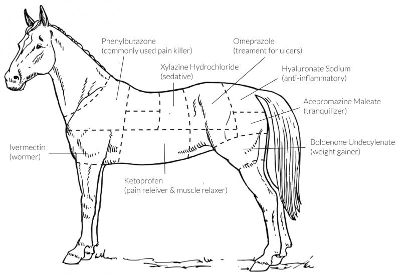 Horse diagram with injection markers