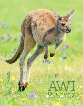 a red kangaroo hops across a meadow