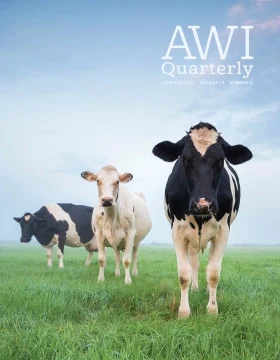 three cows stand in an open pasture