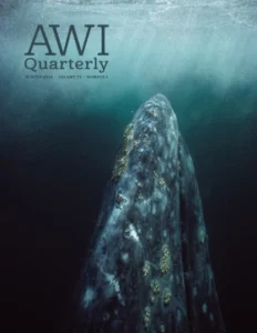 a gray whale rises from the depths