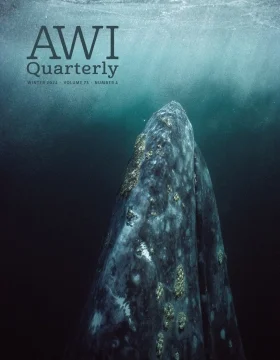 a gray whale rises from the depths