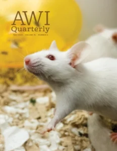 a lab mouse crawls around a terrarium