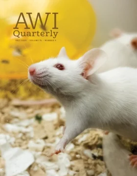 a lab mouse crawls around a terrarium