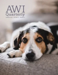 beagle resting on sofa looking at camera