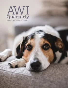 beagle resting on sofa looking at camera