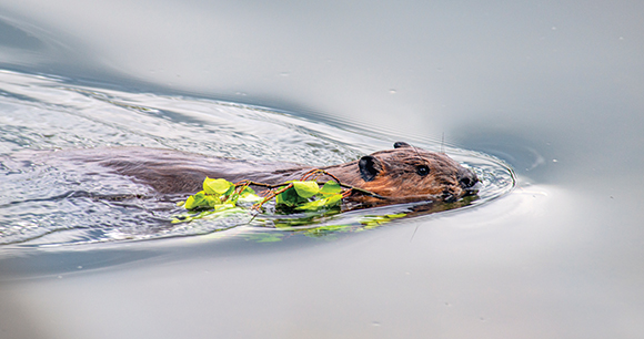 Beaver with Food Going to Lodge for the Winter
