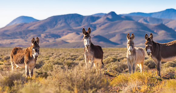 Wild Burros in Nevada Landscape