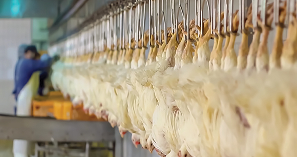 chickens hang upside down in a slaughter factory line