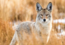 Wild coyote hunting in a grassy field in the winter