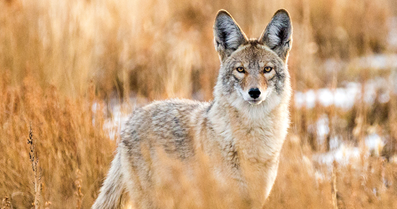 Wild coyote hunting in a grassy field in the winter
