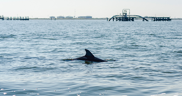 Dolphin fin emerges from water in the Gulf