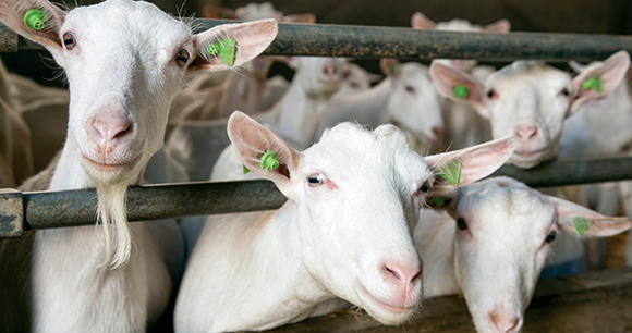 three goats stick their heads through bars of stable