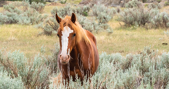 wild horse roaming Theodore Roosevelt National Park