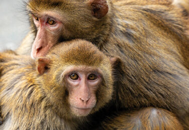 Rhesus Macaques gathering in Kam Shan Country Park, north of Kowloon, Hong Kong.