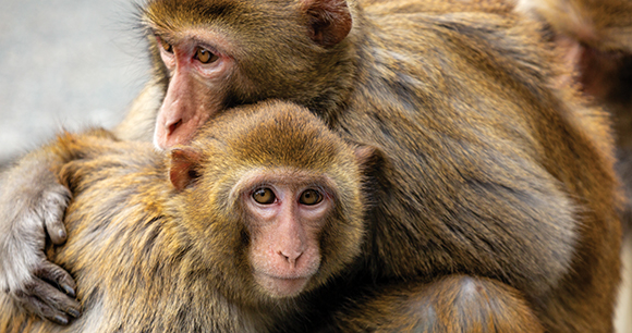 Rhesus Macaques gathering in Kam Shan Country Park, north of Kowloon, Hong Kong.