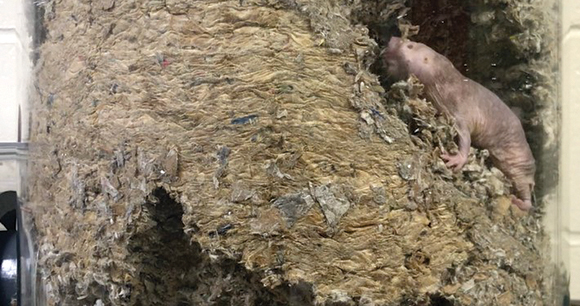 molerate climbs dirt structure in glass