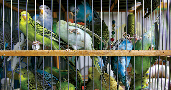many budgerigars in cage