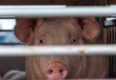 Pigs in a cage truck for transport to the slaughterhouse.