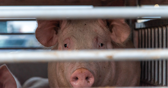 Pigs in a cage truck for transport to the slaughterhouse.