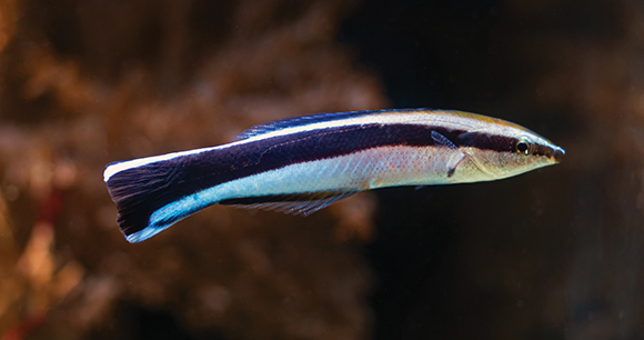 bluestreak cleaner wrasse side view