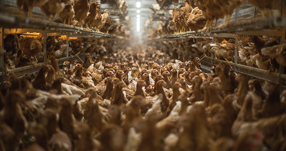 farm chickens in hen house