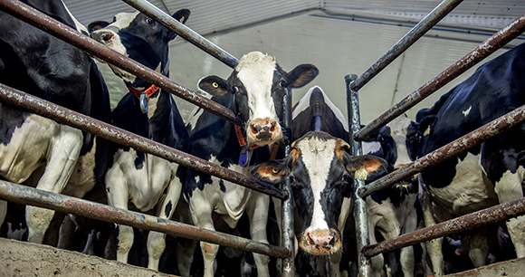 A cow looks down at the camera through the bars of a pen near the milking parlour at a dairy farm in Quebec, Canada. A large number of cows have all crowded together in this area as they intently observe other cows being milked ahead of them.